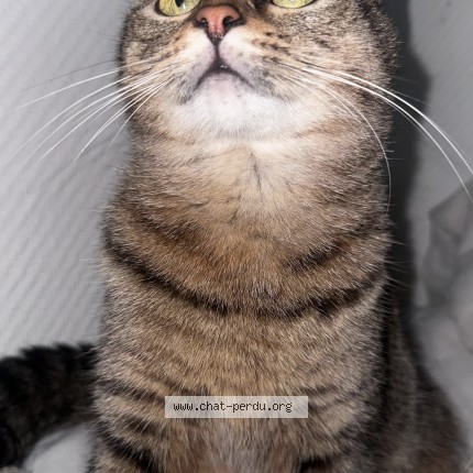 Photo de chat perdu à Limeil Brevanne