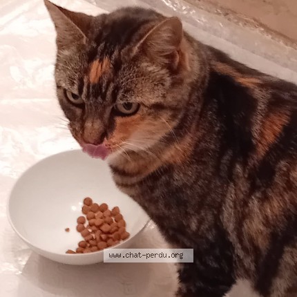 Photo de chat perdu à Les Matelles
