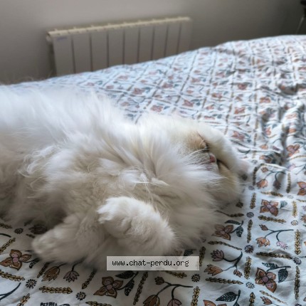 Photo de chat perdu à Treglamus
