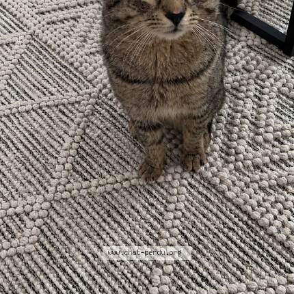 Photo 1/1 Lara Chat perdu à Montreal