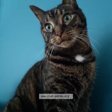 Photo 1/1 Malo Chat perdu à Rennes