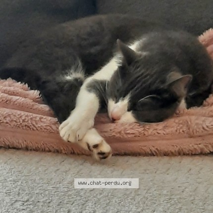 Photo de chat perdu à Thiers
