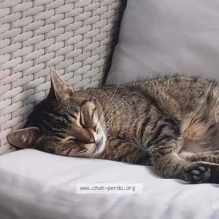 Photo de chat perdu à Saint Thibault Des Vignes