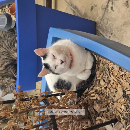 Photo 1/1 francky Chat perdu à Colomiers
