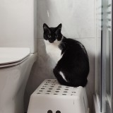 Neko
