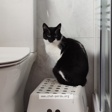 Photo 1/2 Neko Chat perdu à Noiseux