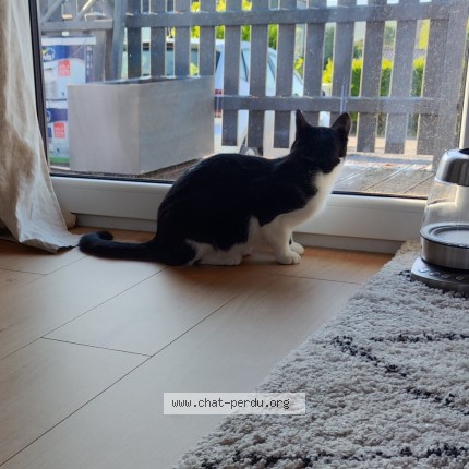 Photo 2/2 Neko Chat perdu à Noiseux