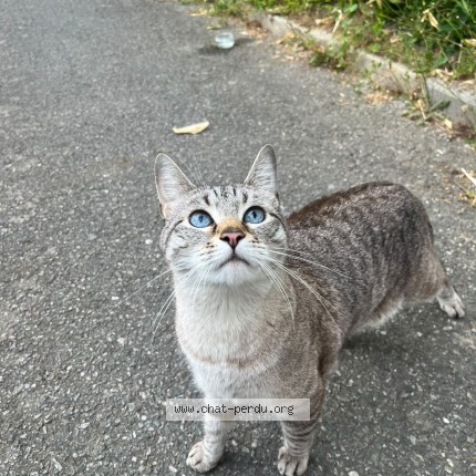 Photo de chat trouvé à Lorient