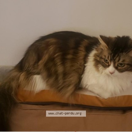 Photo de chat perdu à Chateauneuf Sur Sarthe