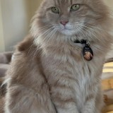 Merlin