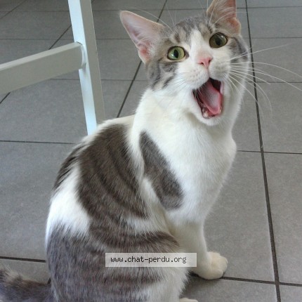 Photo de chat perdu à Bethune