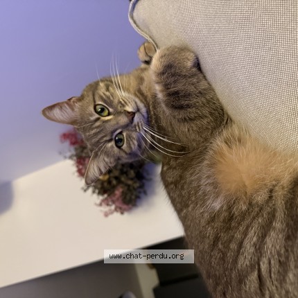 Photo 1/1 timy Chat perdu à Cugnaux