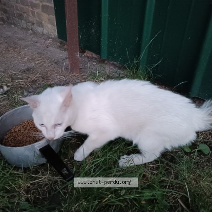 Photo 1/1 Chat trouvé Trouvé à Lestrem