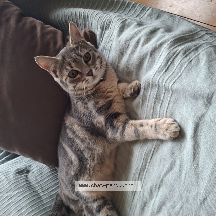 Photo de chat perdu à Coulommiers