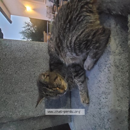 Photo de chat trouvé à Courlans