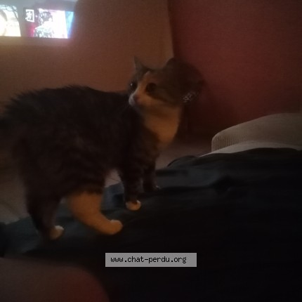 Photo de chat perdu à Seynod