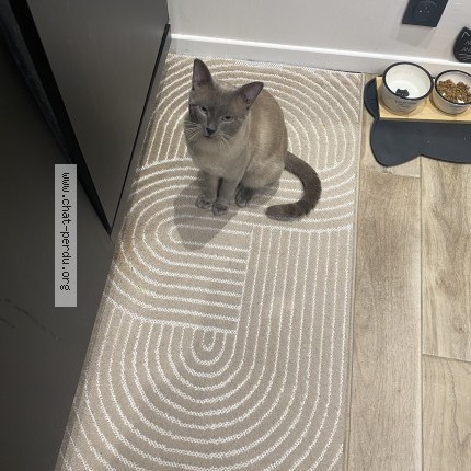 Photo de chat perdu à Gargenville