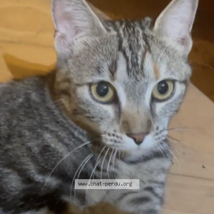 Photo 1/1 Chat trouvé Trouvé à Montmorency
