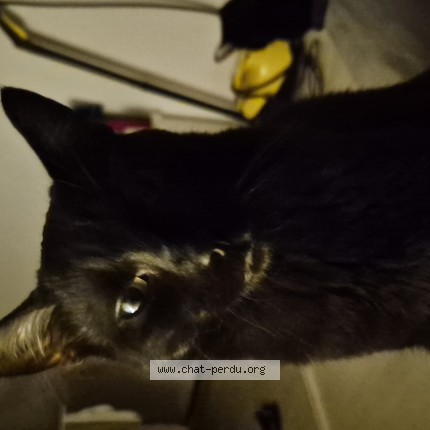 Photo de chat perdu à Montpellier