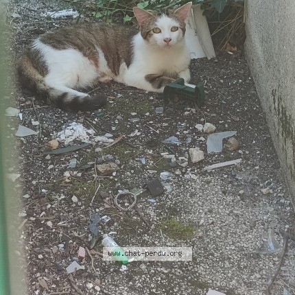 Photo 1/1 Loksi Chat perdu à Meyzieu