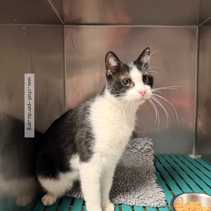 Photo de chat trouvé à Caen