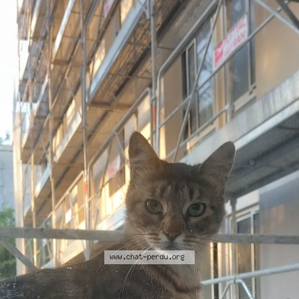 Photo de chat trouvé à Miramas