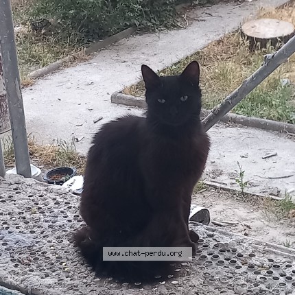 Photo 1/1 Chat trouvé Trouvé à Miramas