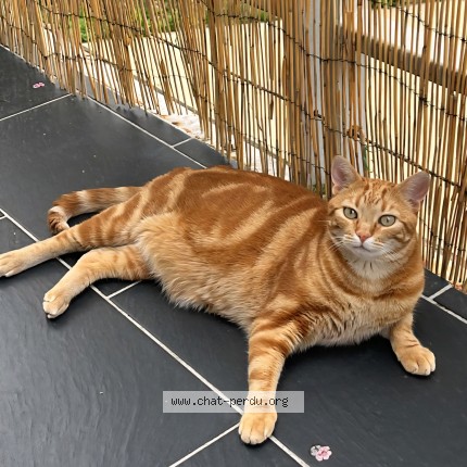 Photo de chat perdu à Darnetal