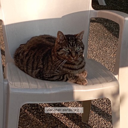 Photo 1/1 oscar Chat perdu à Vierzon