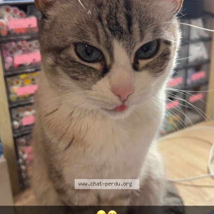 Photo de chat perdu à Provin