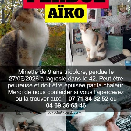 Photo 1/1 AÏKO Chat perdu à Lagresle