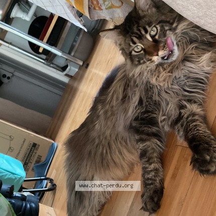 Photo de chat perdu à Pantin
