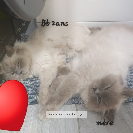 Photo 1/1 BouBou Chat perdu à Glain