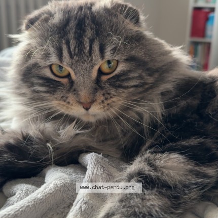 Photo de chat perdu à Yutz