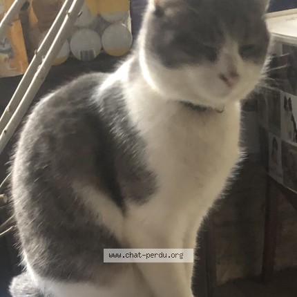 Photo de chat perdu à Autrey Les Gray