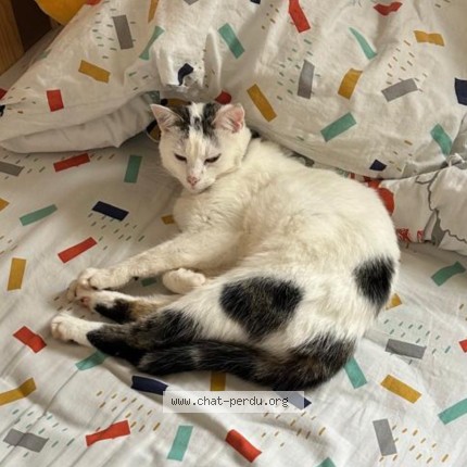 Photo de chat perdu à Louvigny