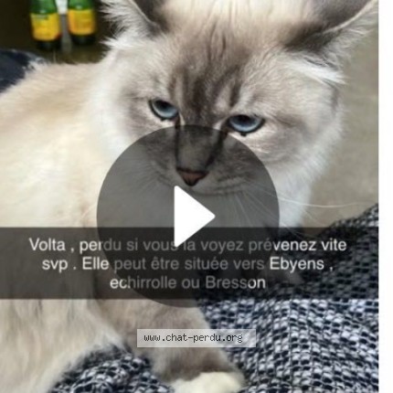 Photo 1/1 volta Chat perdu à Eybens