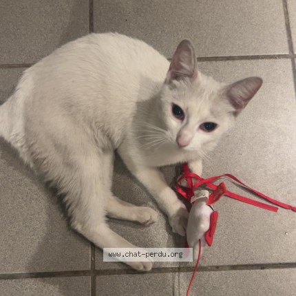 Photo 1/1 Chat trouvé Trouvé à Le Havre
