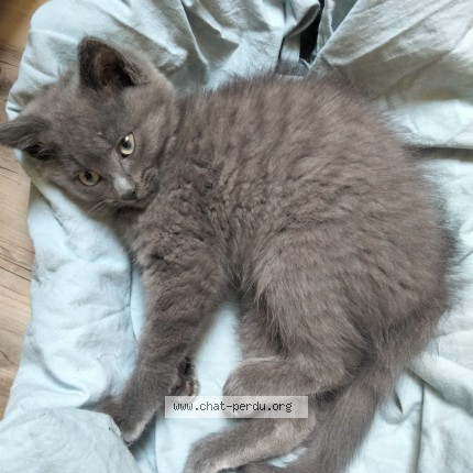 Photo de chat trouvé à Rohan
