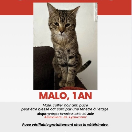 Photo de chat perdu à Aillevillers Et Lyaumont