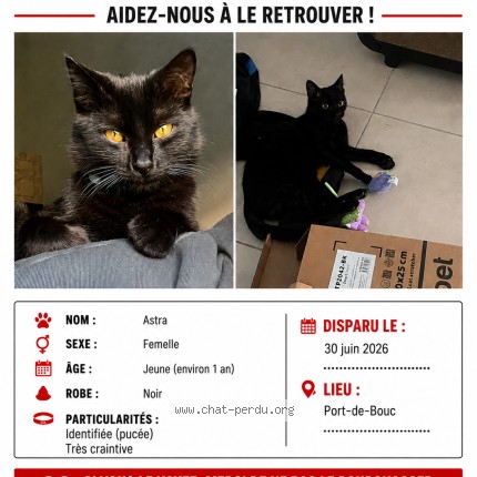 Photo 1/1 astra Chat perdu à Port De Bouc