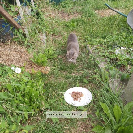 Photo 1/1 Chat trouvé Trouvé à Linkebeek