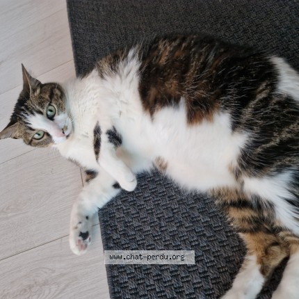 Photo de chat perdu à Carnon