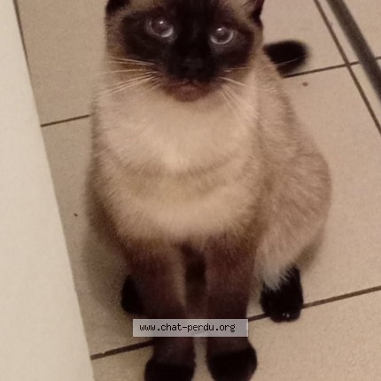 Photo de chat perdu à Roubaix