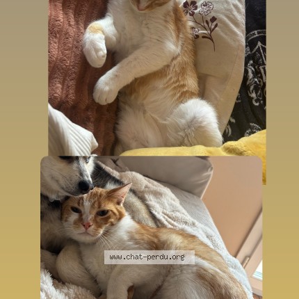 Photo 1/1 fili Chat perdu à Tarbes