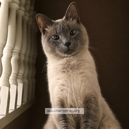Photo de chat perdu à Tourcoing
