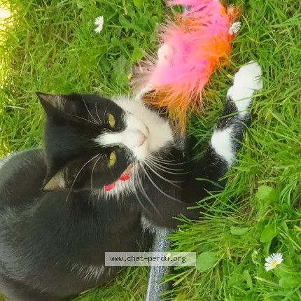 Photo de chat perdu à Saint Jean Brevelay