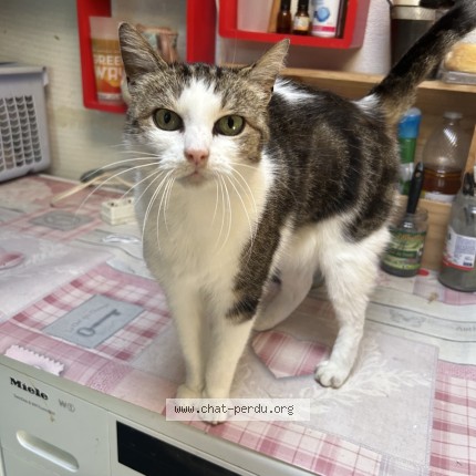 Photo de chat perdu à Saucats