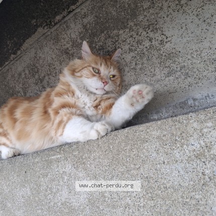 Photo de chat trouvé à Noe