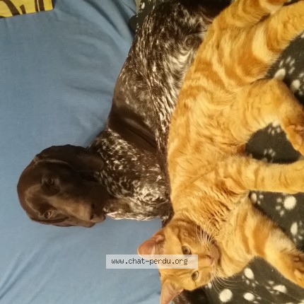 Photo de chat perdu à Le Mee Sur Seine